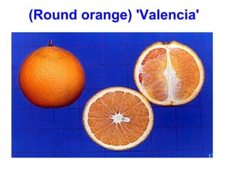 (Round orange) 'Valencia'
 