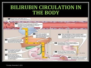 BILIRUBIN CIRCULATION IN
THE BODY
Thursday, November 3, 2016
 
