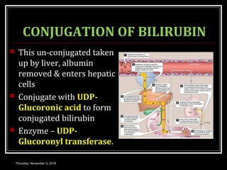CONJUGATION OF BILIRUBIN
 This un-conjugated taken
up by liver, albumin
removed & enters hepatic
cells
 Conjugate with UDP-
Glucoronic acid to form
conjugated bilirubin
 Enzyme – UDP-
Glucoronyl transferase.
Thursday, November 3, 2016
 