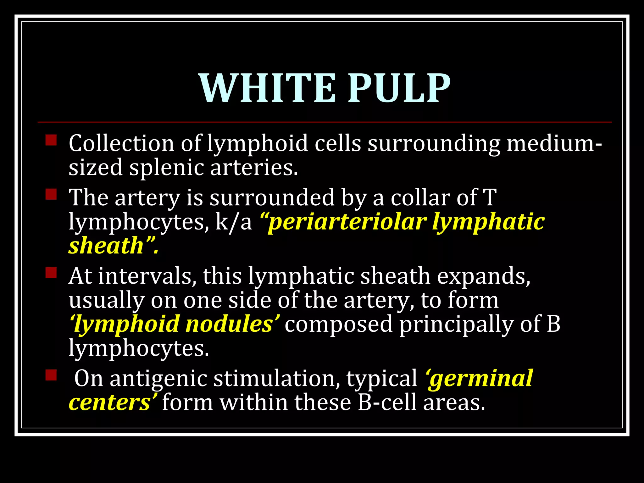 WHITE PULP
 Collection of lymphoid cells surrounding medium-
sized splenic arteries.
 The artery is surrounded by a collar of T
lymphocytes, k/a “periarteriolar lymphatic
sheath”.
 At intervals, this lymphatic sheath expands,
usually on one side of the artery, to form
‘lymphoid nodules’ composed principally of B
lymphocytes.
 On antigenic stimulation, typical ‘germinal
centers’ form within these B-cell areas.
 