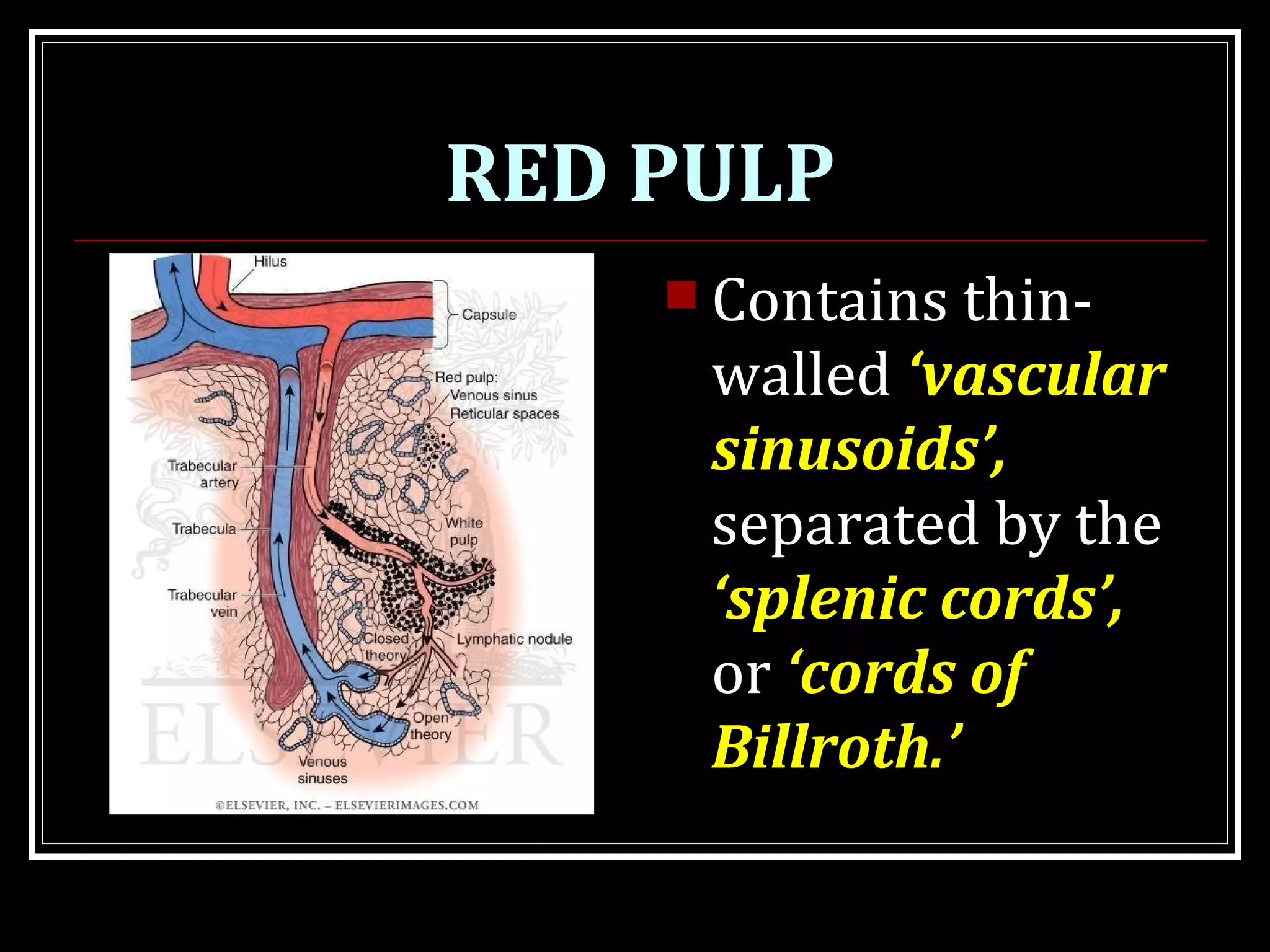 RED PULP
 Contains thin-
walled ‘vascular
sinusoids’,
separated by the
‘splenic cords’,
or ‘cords of
Billroth.’
 