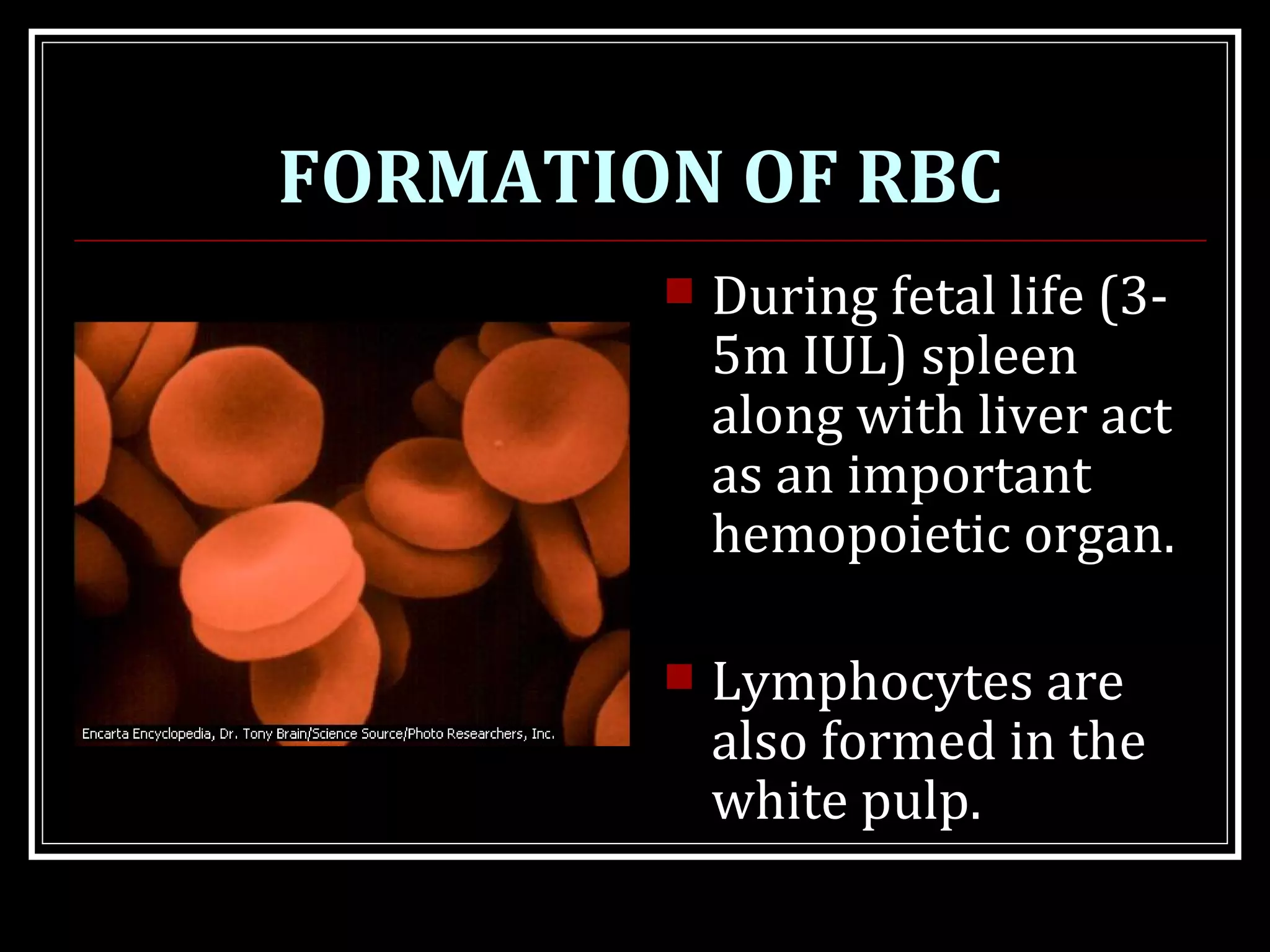 FORMATION OF RBC
 During fetal life (3-
5m IUL) spleen
along with liver act
as an important
hemopoietic organ.
 Lymphocytes are
also formed in the
white pulp.
 