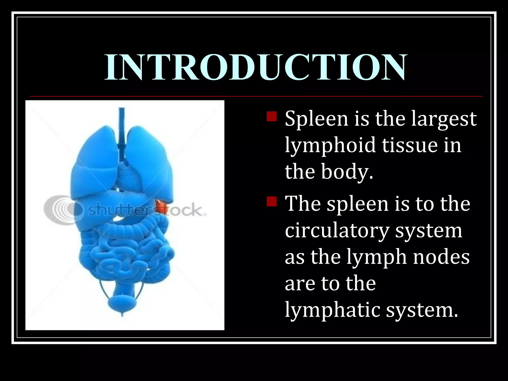 INTRODUCTION
 Spleen is the largest
lymphoid tissue in
the body.
 The spleen is to the
circulatory system
as the lymph nodes
are to the
lymphatic system.
 
