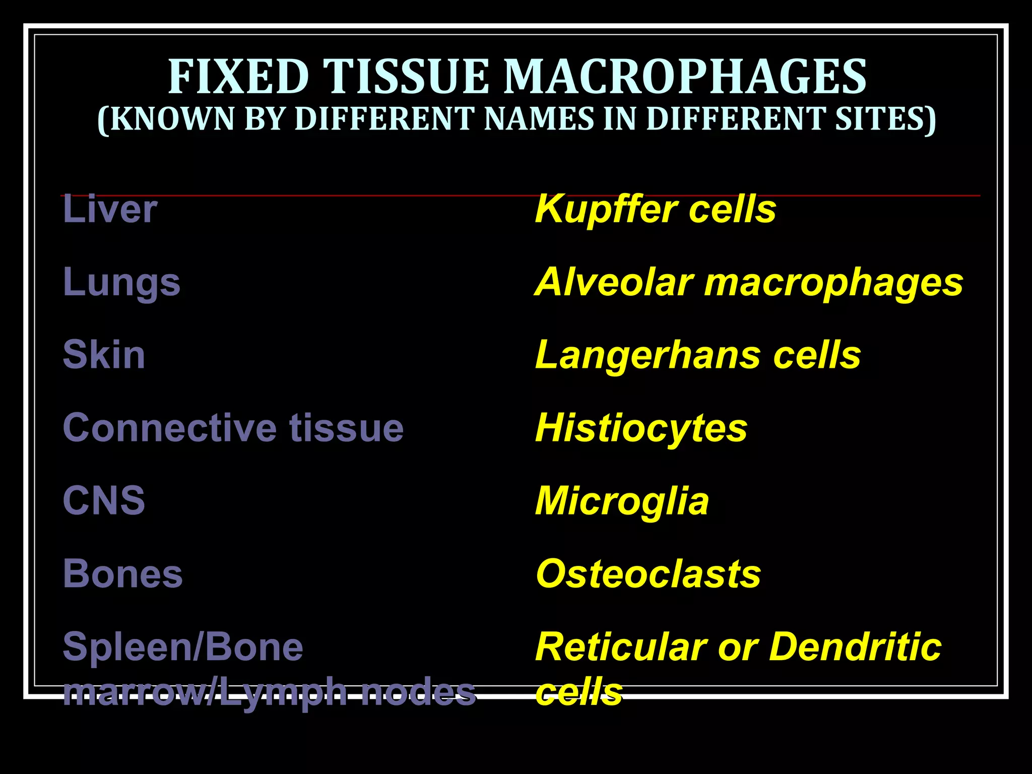 FIXED TISSUE MACROPHAGES
(KNOWN BY DIFFERENT NAMES IN DIFFERENT SITES)
LiverLiver Kupffer cellsKupffer cells
LungsLungs Alveolar macrophagesAlveolar macrophages
SkinSkin Langerhans cellsLangerhans cells
Connective tissueConnective tissue HistiocytesHistiocytes
CNSCNS MicrogliaMicroglia
BonesBones OsteoclastsOsteoclasts
Spleen/BoneSpleen/Bone
marrow/Lymph nodesmarrow/Lymph nodes
Reticular or DendriticReticular or Dendritic
cellscells
 