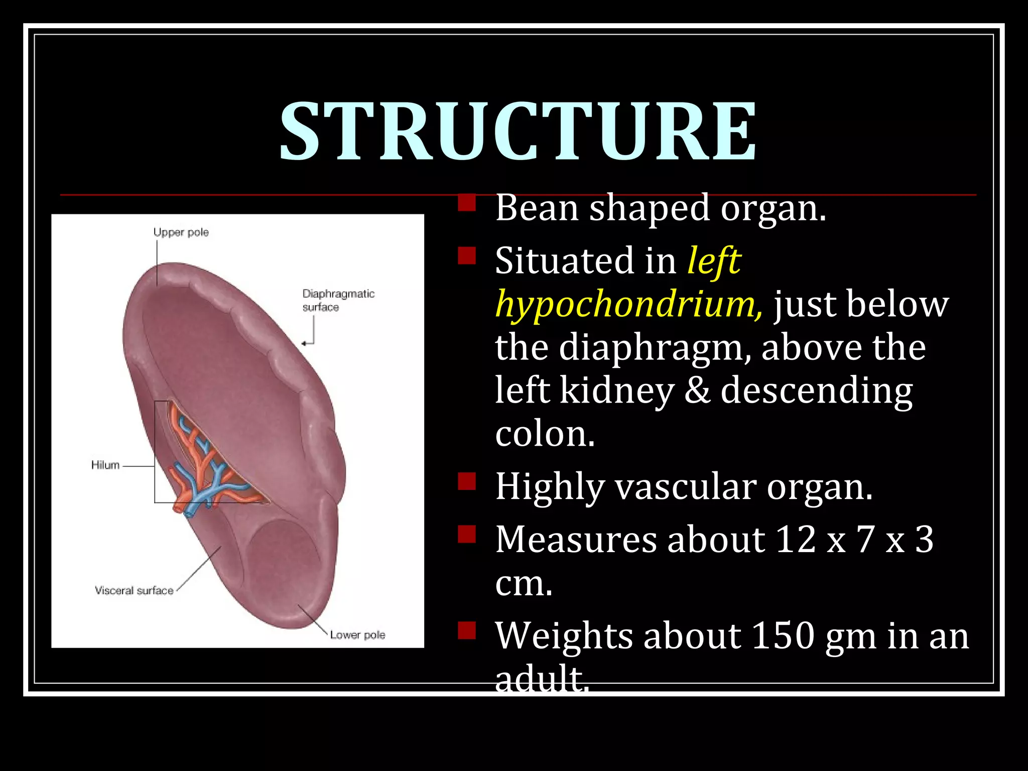 STRUCTURE
 Bean shaped organ.
 Situated in left
hypochondrium, just below
the diaphragm, above the
left kidney & descending
colon.
 Highly vascular organ.
 Measures about 12 x 7 x 3
cm.
 Weights about 150 gm in an
adult.
 