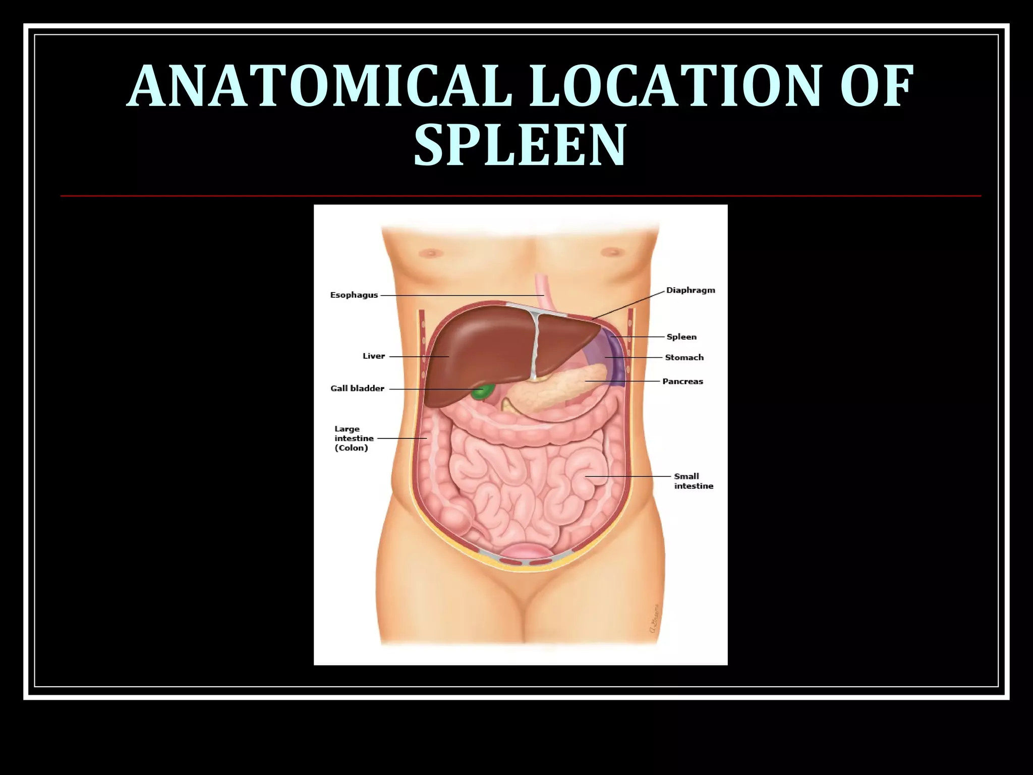 ANATOMICAL LOCATION OF
SPLEEN
 