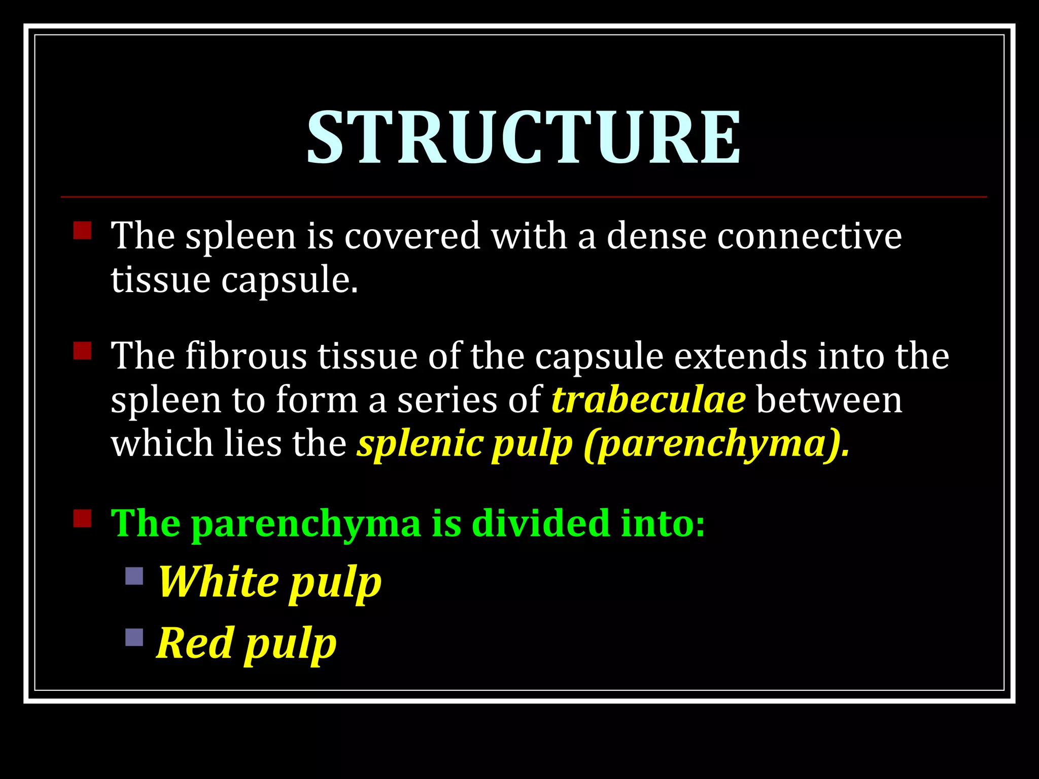 STRUCTURE
 The spleen is covered with a dense connective
tissue capsule.
 The fibrous tissue of the capsule extends into the
spleen to form a series of trabeculae between
which lies the splenic pulp (parenchyma).
 The parenchyma is divided into:
 White pulp
 Red pulp
 