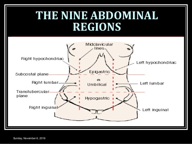 SPLEEN AND RETICULOENDOTHELIAL SYSTEM anatomical regions diagram 