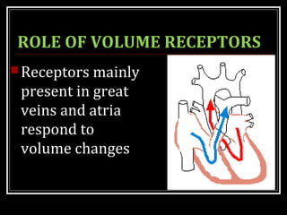ROLE OF VOLUME RECEPTORS
Receptors mainly
present in great
veins and atria
respond to
volume changes
 