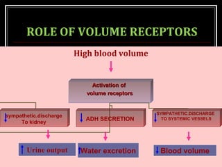 ROLE OF VOLUME RECEPTORS
High blood volume
Activation ofActivation of
volume receptorsvolume receptors
sympathetic.discharge
To kidney
ADH SECRETION
SYMPATHETIC.DISCHARGE
TO SYSTEMIC VESSELS
Urine output Water excretion Blood volumeUrine output
 