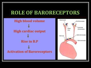 ROLE OF BARORECEPTORS
High blood volume
High cardiac output
Rise in B.P
Activation of Baroreceptors
 