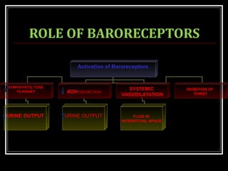 ROLE OF BARORECEPTORS
Activation of BaroreceptorsActivation of Baroreceptors
SYMPATHETIC.TONE
TO KIDNEY ADH SECRETION
SYSTEMIC
VASODILATATION
URINE OUTPUT FLUID IN
INTERSTITIAL SPACE
INHIBITION OF
THIRST
URINE OUTPUT
 