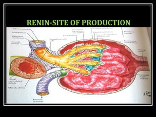 RENIN-SITE OF PRODUCTION
 