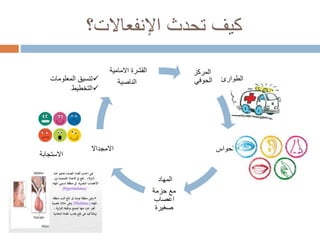 ‫تحدث‬ ‫كيف‬‫اإلنفعاالت؟‬
‫المركز‬
‫الحوفي‬
‫الحواس‬
‫المهاد‬
‫حزمة‬ ‫مع‬
‫اعصاب‬
‫صغيرة‬
‫االمجداال‬
‫االمامية‬ ‫القشرة‬
‫الناصية‬ ‫الطوارئ‬
‫االستجابة‬
‫المعلومات‬ ‫تنسيق‬
‫التخطيط‬
 