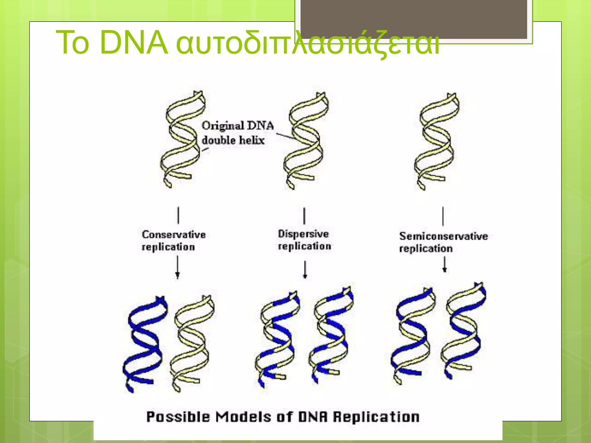 Το DNA αυτοδιπλασιάζεται
 