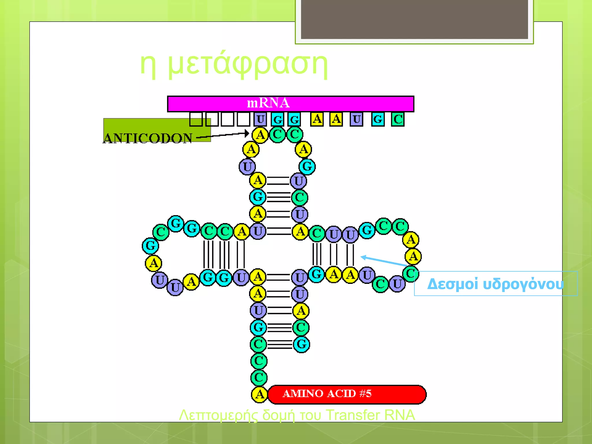 Λεπτομερής δομή του Transfer RNA
Δεσμοί υδρογόνου
η μετάφραση
 