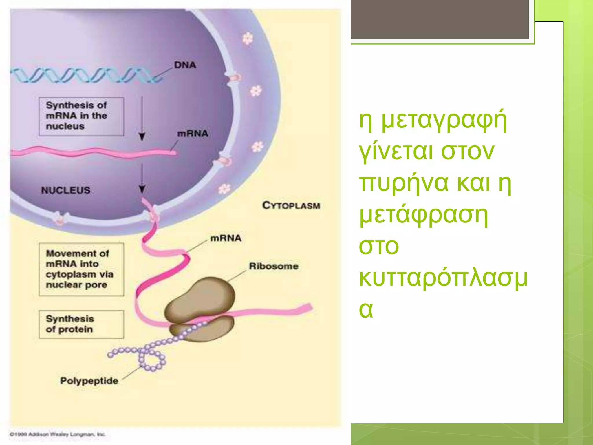 η μεταγραφή
γίνεται στον
πυρήνα και η
μετάφραση
στο
κυτταρόπλασμ
α
 