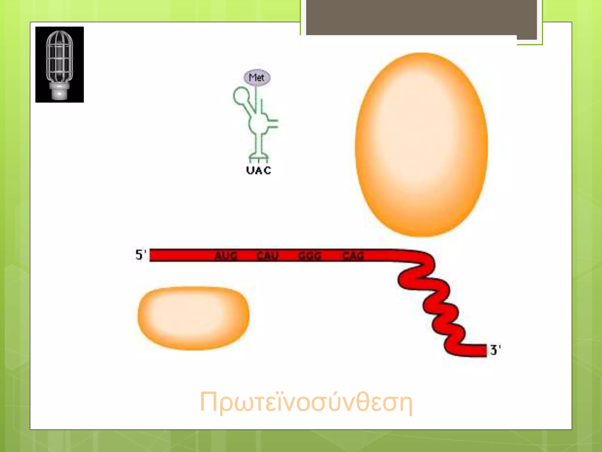 Πρωτεϊνοσύνθεση
 