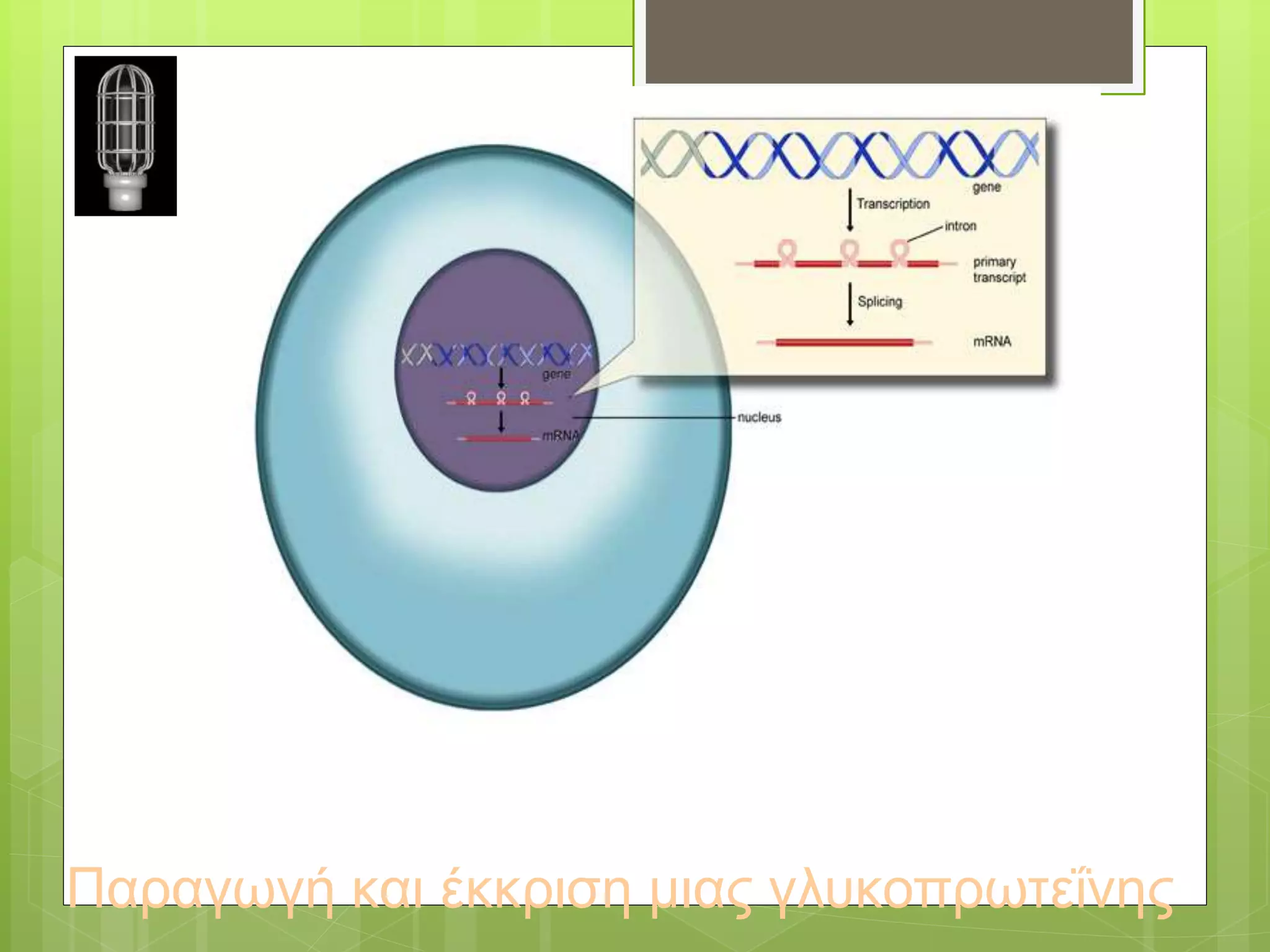 Παραγωγή και έκκριση μιας γλυκοπρωτεΐνης
 