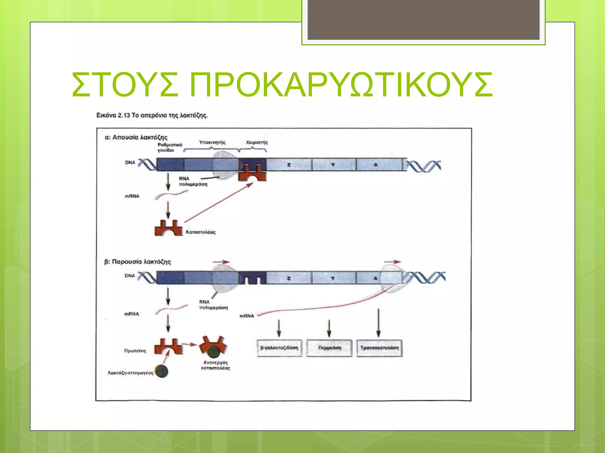 ΣΤΟΥΣ ΠΡΟΚΑΡΥΩΤΙΚΟΥΣ
 