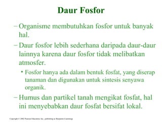 – Organisme membutuhkan fosfor untuk banyak
hal.
– Daur fosfor lebih sederhana daripada daur-daur
lainnya karena daur fosfor tidak melibatkan
atmosfer.
• Fosfor hanya ada dalam bentuk fosfat, yang diserap
tanaman dan digunakan untuk sintesis senyawa
organik.
– Humus dan partikel tanah mengikat fosfat, hal
ini menyebabkan daur fosfat bersifat lokal.
Copyright © 2002 Pearson Education, Inc., publishing as Benjamin Cummings
Daur Fosfor
 