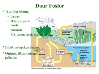 +
Daur Fosfor
• Sumber utama
– batuan
– Bahan organik
tanah
– tanaman
– PO4
-
dalam tanah
• Input: pelapukan batuan
• Output: fiksasi mineral,
pelindian
 
