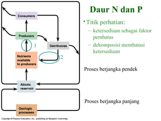 Daur N dan P
•Titik perhatian:
– ketersediaan sebagai faktor
pembatas
– dekomposisi membatasi
ketersediaan
Proses berjangka panjang
Proses berjangka pendek
1
2
 