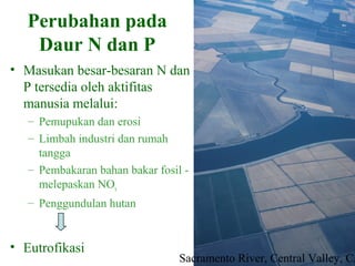 Perubahan pada
Daur N dan P
• Masukan besar-besaran N dan
P tersedia oleh aktifitas
manusia melalui:
– Pemupukan dan erosi
– Limbah industri dan rumah
tangga
– Pembakaran bahan bakar fosil -
melepaskan NOx
– Penggundulan hutan
Sacramento River, Central Valley, CA
• Eutrofikasi
 