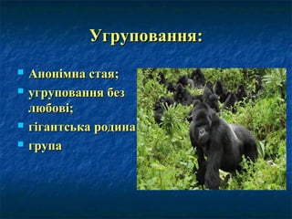 Угруповання:Угруповання:
 Анонімна стая;Анонімна стая;
 угруповання безугруповання без
любові;любові;
 гігантська родина;гігантська родина;
 групагрупа
 