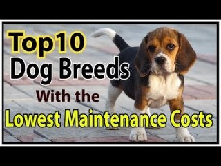 10 Dog Breeds With the Lowest Maintenance Costs 2016 ♦ dogs 101 ♦ dog health tips