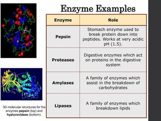 2.5 enzymes | PPTX