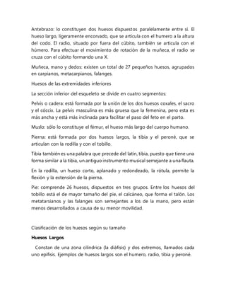 Antebrazo: lo constituyen dos huesos dispuestos paralelamente entre sí. El
hueso largo, ligeramente encorvado, que se articula con el humero a la altura
del codo. El radio, situado por fuera del cúbito, también se articula con el
húmero. Para efectuar el movimiento de rotación de la muñeca, el radio se
cruza con el cúbito formando una X.
Muñeca, mano y dedos: existen un total de 27 pequeños huesos, agrupados
en carpianos, metacarpianos, falanges.
Huesos de las extremidades inferiores
La sección inferior del esqueleto se divide en cuatro segmentos:
Pelvis o cadera: está formada por la unión de los dos huesos coxales, el sacro
y el cóccix. La pelvis masculina es más gruesa que la femenina, pero esta es
más ancha y está más inclinada para facilitar el paso del feto en el parto.
Muslo: sólo lo constituye el fémur, el hueso más largo del cuerpo humano.
Pierna: está formada por dos huesos largos, la tibia y el peroné, que se
articulan con la rodilla y con el tobillo.
Tibia también es una palabra que precede del latín, tibia, puesto que tiene una
forma similar a la tibia, un antiguo instrumento musical semejante a una flauta.
En la rodilla, un hueso corto, aplanado y redondeado, la rótula, permite la
flexión y la extensión de la pierna.
Pie: comprende 26 huesos, dispuestos en tres grupos. Entre los huesos del
tobillo está el de mayor tamaño del pie, el calcáneo, que forma el talón. Los
metatarsianos y las falanges son semejantes a los de la mano, pero están
menos desarrollados a causa de su menor movilidad.
Clasificación de los huesos según su tamaño
Huesos Largos
Constan de una zona cilíndrica (la diáfisis) y dos extremos, llamados cada
uno epífisis. Ejemplos de huesos largos son el humero, radio, tibia y peroné.
 