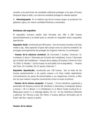 corazón y los pulmones; las cavidades orbitarias protegen a los ojos; el hueso
temporal aloja al oído, y la columna vertebral protege la médula espinal.
4- Hematopoyesis. En la médula roja de los huesos largos se producen los
glóbulos rojos y en menor cantidad linfocitos y monocitos.
Divisiones del esqueleto
El esqueleto humano adulto está formado por 206 a 208 huesos
aproximadamente y se divide para su estudio en esqueleto axial y esqueleto
apendicular.
Esqueleto Axial, constituido por 80 huesos. Son los huesos situados a la línea
media o eje, ellos soportan el peso del cuerpo como la columna vertebral. Se
encargan principalmente de proteger los órganos internos, lo constituyen:
Huesos de la columna vertebral, 26: Cervicales 7 (cuello), Torácicos: 12,
Lumbares: 5, Sacro: 1 (formado por la fusión de 5 vértebras), Coccix 1 (formado
áneo: 8, Cara:
del Tórax ,25: Costillas: 24 (12 pares), Esternón: 1
Esqueleto Apendicular, constituido por 128 huesos Son el resto de los
huesos pertenecientes a las partes anexas a la línea media (apéndices);
concretamente, los pares de extremidades y sus respectivas cinturas, y ellos
son los que realizan mayores movimientos como el carpo (muñeca)...
Huesos de la cintura escapular
pectorales: 64. Brazos y manos: 60, Hombros: 2 clavículas y 2 escápulas. Brazos
y manos = 30 x 2, (Brazo: 1 x 2, Antebrazo: 2 x 2, Mano: Carpo muñeca; 8 x 2,
y pélvicos: 62. Piernas y pies: 60, Pelvis: 2 huesos pélvicos (formados por la
fusión del ilion, isquion y pubis)
Huesos de la cabeza
 