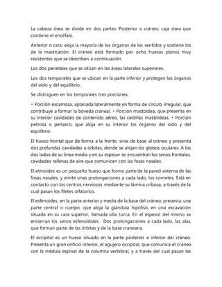 La cabeza ósea se divide en dos partes: Posterior o cráneo; caja ósea que
contiene el encéfalo.
Anterior o cara; aloja la mayoría de los órganos de los sentidos y sostiene los
de la masticación. El cráneo está formado por ocho huesos planos muy
resistentes que se describen a continuación.
Los dos parietales que se sitúan en las áreas laterales superiores.
Los dos temporales que se ubican en la parte inferior y protegen los órganos
del oído y del equilibrio.
Se distinguen en los temporales tres porciones:
, que presenta en
petrosa o peñasco, que aloja en su interior los órganos del oído y del
equilibrio.
El hueso frontal que da forma a la frente, sirve de base al cráneo y presenta
dos profundas cavidades u órbitas, donde se alojan los globos oculares. A los
dos lados de su línea media y en su espesor se encuentran los senos frontales,
cavidades rellenas de aire que comunican con las fosas nasales.
El etmoides es un pequeño hueso que forma parte de la pared externa de las
fosas nasales, y emite unas prolongaciones a cada lado, los cornetes. Está en
contacto con los centros nerviosos mediante su lámina cribosa, a través de la
cual pasan los filetes olfatorios.
El esfenoides, en la parte anterior y media de la base del cráneo, presenta: una
parte central o cuerpo, que aloja la glándula hipófisis en una excavación
situada en su cara superior, llamada silla turca. En el espesor del mismo se
encierran los senos esfenoidales. Dos prolongaciones a cada lado, las alas,
que forman parte de las órbitas y de la base craneana.
El occipital es un hueso situado en la parte posterior e inferior del cráneo.
Presenta un gran orificio interior, el agujero occipital, que comunica el cráneo
con la médula espinal de la columna vertebral, y a través del cual pasan las
 