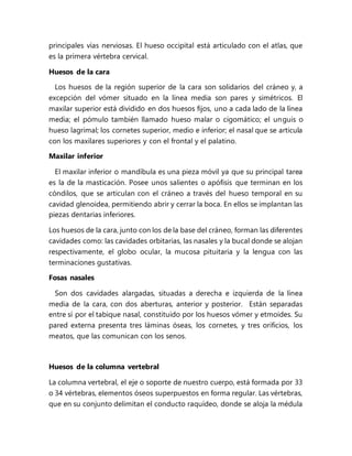 principales vías nerviosas. El hueso occipital está articulado con el atlas, que
es la primera vértebra cervical.
Huesos de la cara
Los huesos de la región superior de la cara son solidarios del cráneo y, a
excepción del vómer situado en la línea media son pares y simétricos. El
maxilar superior está dividido en dos huesos fijos, uno a cada lado de la línea
media; el pómulo también llamado hueso malar o cigomático; el unguis o
hueso lagrimal; los cornetes superior, medio e inferior; el nasal que se articula
con los maxilares superiores y con el frontal y el palatino.
Maxilar inferior
El maxilar inferior o mandíbula es una pieza móvil ya que su principal tarea
es la de la masticación. Posee unos salientes o apófisis que terminan en los
cóndilos, que se articulan con el cráneo a través del hueso temporal en su
cavidad glenoidea, permitiendo abrir y cerrar la boca. En ellos se implantan las
piezas dentarias inferiores.
Los huesos de la cara, junto con los de la base del cráneo, forman las diferentes
cavidades como: las cavidades orbitarias, las nasales y la bucal donde se alojan
respectivamente, el globo ocular, la mucosa pituitaria y la lengua con las
terminaciones gustativas.
Fosas nasales
Son dos cavidades alargadas, situadas a derecha e izquierda de la línea
media de la cara, con dos aberturas, anterior y posterior. Están separadas
entre sí por el tabique nasal, constituido por los huesos vómer y etmoides. Su
pared externa presenta tres láminas óseas, los cornetes, y tres orificios, los
meatos, que las comunican con los senos.
Huesos de la columna vertebral
La columna vertebral, el eje o soporte de nuestro cuerpo, está formada por 33
o 34 vértebras, elementos óseos superpuestos en forma regular. Las vértebras,
que en su conjunto delimitan el conducto raquídeo, donde se aloja la médula
 