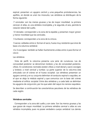 espinal, presentan un agujero central y unas pequeñas protuberancias, las
apófisis, en donde se unen los músculos. Las vértebras se distribuyen de la
forma siguiente:
·7 cervicales: son las menos gruesas y las de mayor movilidad. La primera
cervical, el atlas, es una vértebra incompleta, y la segunda, el axis, permite la
rotación lateral del cuello.
·12 dorsales: corresponden a la zona de la espalda y presentan mayor grosor
y menor movilidad que las cervicales.
·5 lumbares: corresponden a la zona de la cintura.
·5 sacras: soldadas entre sí, forman el sacro, hueso muy resistente que sirve de
base a la columna vertebral.
·4 o 5 coccígeas: también se hallan fuertemente unidas entre sí para formar el
cóccix
Las vértebras
Vista de perfil, la columna presenta una serie de curvaturas. Las de
concavidad posterior se denominan lordosis y las de convexidad posterior,
cifosis. En condiciones normales existen cifosis a nivel dorsal y sacro coccígeo
y lordosis a nivel cervical y lumbar. La parte superior de la columna está
articulada con el cráneo en el hueso occipital. Las vértebras presentan un
agujero central, y en su conjunto delimitan el conducto espinal o raquídeo, en
el que se aloja la médula espinal y que comunica con la base del cráneo
mediante el orificio occipital. Entre dos vértebras y a cada lado se delimitan
los agujeros de conjunción, por los que salen del raquis los nervios raquídeos.
Se describen a continuación las características peculiares de las vértebras de
cada región.
Vértebras cervicales
Corresponden a la zona del cuello y son siete. Son las menos gruesas y las
que gozan de mayor movilidad. La primera vértebra cervical o atlas es una
vértebra incompleta, pues no posee verdadero cuerpo vertebral. Los demás
 
