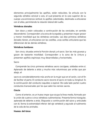 elementos principalmente las apófisis, están reducidos. Se articula con la
segunda vértebra cervical o axis, el cual presenta en la cara superior de su
cuerpo una eminencia vertical, la apófisis odontoides, destinada a articularse
con el atlas, permitiendo la rotación lateral del cuello.
Vértebras dorsales
Son doce y están colocadas a continuación de las cervicales, en sentido
descendente. Corresponden a la zona de la espalda y presentan mayor grosor
y menor movilidad que las vértebras cervicales. Las diez primeras vértebras
dorsales tienen, al articularse con las costillas, unas carillas articulares que las
diferencian de las demás vértebras.
Vértebras lumbares
Son cinco, situadas entre la Porción dorsal y el sacro. Son las más gruesas y
gozan de bastante movilidad. Corresponden a la zona de la cintura y
presentan apófisis espinosas muy desarrolladas y horizontales.
Sacro
Comprende las cinco primeras vértebras sacro coccígeas, soldadas entre sí.
Aplanado de delante a atrás y mucho más voluminoso por arriba que por
abajo, el
sacro es considerablemente más ancho en la mujer que en el varón, con el fin
de facilitar el parto. El conducto sacro recorre el sacro en toda su longitud. Es
la continuación del conducto raquídeo o espinal. De cada lado parten cuatro
conductos transversales por los que salen los nervios sacros.
Cóccix
Como el anterior, es un hueso impar que ocupa la línea media, formado por
la unión de cuatro o cinco vértebras rudimentarias. Presenta forma triangular,
aplanada de delante a atrás. Dispuesto a continuación del sacro y articulado
con él, forma la extremidad inferior del eje vertebral y equivale al rudimento
de la cola de los animales.
Huesos del tórax
 