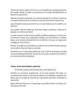 El tórax es la parte superior del tronco, y el esqueleto que protege esta parte
del cuerpo, donde se alojan los pulmones y el corazón principalmente, se
denomina caja torácica
Además de ofrecer protección a las vísceras situadas en su interior, el tórax es
una pieza fundamental de la mecánica o de los movimientos respiratorios.
Los principales huesos que dan forma a la caja torácica son las costillas y el
esternón.
Las costillas están formadas por 24 huesos largos y estrechos; unidos en la
espalda a la columna vertebral.
Las siete primeras se denominan costillas verdaderas porque se articulan con
el esternón a través de su respectivo cartílago. Las cinco últimas, o costillas
falsas, no se articulan directamente con el esternón, sino que sus respectivos
cartílagos se unen entre sí.
De ellas, la undécima y la duodécima se denominan costillas flotantes, porque
se encuentran libres en toda su extensión.
El esternón es un hueso largo y piano, de unos 15-20 cm de longitud, situado
en la parte delantera del tórax. Se articula con las dos clavículas del hombro y
con las siete costillas verdaderas.
Huesos de las extremidades superiores
El miembro superior está formado por cuatro segmentos:
Hombro: se encuentra, propiamente, en la parte superior del tórax. Lo
constituyen dos huesos, la clavícula por delante, y el omóplato o escápula por
detrás, que es el lugar de inserción de importantes elementos musculares y
ligamentos.
Brazo: sólo hay el húmero, un hueso largo cuya epífisis inferior contribuye a la
articulación del codo.
 