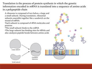 Translation is the process of protein synthesis in which the genetic
information encoded in mRNA is translated into a sequence of amino acids
in a polypeptide chain
A ribosome is composed of two halves, a large and
a small subunit. During translation, ribosomal
subunits assemble together like a sandwich on the
strand of mRNA:
•Each subunit is composed of rRNA molecules and
proteins
•The small subunit binds to the mRNA
•The large subunit has binding sites for tRNAs and
also catalyzes peptide bonds between amino acids
 
