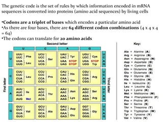 The genetic code is the set of rules by which information encoded in mRNA
sequences is converted into proteins (amino acid sequences) by living cells
•Codons are a triplet of bases which encodes a particular amino acid
•As there are four bases, there are 64 different codon combinations (4 x 4 x 4
= 64)
•The codons can translate for 20 amino acids
 