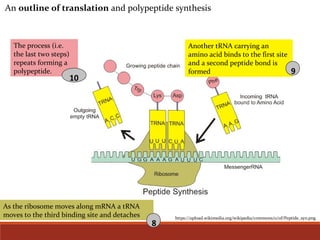 https://upload.wikimedia.org/wikipedia/commons/0/0f/Peptide_syn.png
Another tRNA carrying an
amino acid binds to the first site
and a second peptide bond is
formed
The process (i.e.
the last two steps)
repeats forming a
polypeptide.
10
9
As the ribosome moves along mRNA a tRNA
moves to the third binding site and detaches
8
An outline of translation and polypeptide synthesis
 