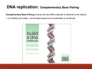 DNA replication: Complementary Base Pairing
Complementary Base Pairing ensures the new DNA molecule is identical to the original
– no mistakes are made – so the base-sequence of nucleotides is conserved
 