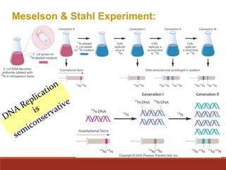 Meselson & Stahl Experiment:
DNA Replication
is
semiconservative
 