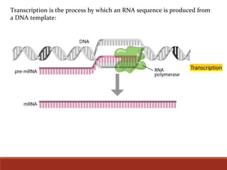Transcription is the process by which an RNA sequence is produced from
a DNA template:
 