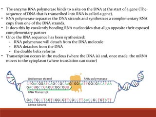 • The enzyme RNA polymerase binds to a site on the DNA at the start of a gene (The
sequence of DNA that is transcribed into RNA is called a gene).
• RNA polymerase separates the DNA strands and synthesizes a complementary RNA
copy from one of the DNA strands.
• It does this by covalently bonding RNA nucleotides that align opposite their exposed
complementary partner
• Once the RNA sequence has been synthesized:
- RNA polymerase will detach from the DNA molecule
- RNA detaches from the DNA
- the double helix reforms
• Transcription occurs in the nucleus (where the DNA is) and, once made, the mRNA
moves to the cytoplasm (where translation can occur)
 