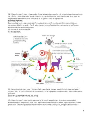 6
14.- Masculino de 43 años, cría venados, fiebre fatiga dolor muscular y de articulaciones intenso, inicio
hace 3 días y tiene 38 grados, lesión eritematosa con decoloración central en la base de la nuca, se
sospecha de la enfermedad de Lyme, cual es el agente causal más probable:
Borrelia burgdorferi.
Espiroqueta gram (-), agente de la enfermedad de Lyme, enfermedad zoonótica transmitida por
garrapatas del género Ixodes. Puede sobrevivir sin hierro al sustituir las enzimas hierro-sulfuro por
enzimas que contienen manganeso.
15.- Cual es el principal vector:
Ixodes scapularis.
16.- Femenino de 4 años, hace 2 días con fiebre y dolor de faringe, aparición de lesiones en boca y
manos y pies, 38 grados, lesiones ulceradas en boca, faringe y vesículas en manos y pies, etiología más
probable:
Coxsackie. (Enfermedad mano, pie, boca)
17.- Masculino de 45 años acudió a atenderse de ictericia desde hace 8 meses que se resolvió
espontaneo y sin diagnóstico específico, seguimiento de enfermedad previa, hígado y vaso normales,
pruebas de función hepática se implementaron marcadores serológicos, antígeno de superficie y
 