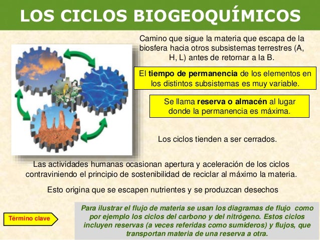 El Ciclo De La Materia Y El Flujo De La Energia Acerca