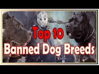 Top 10 banned dog breeds in the world 