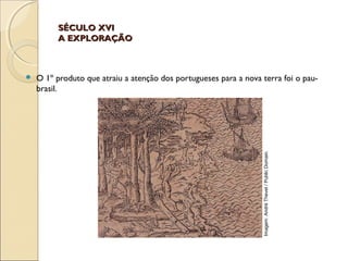 SÉCULO XVISÉCULO XVI
A EXPLORAÇÃOA EXPLORAÇÃO
 O 1º produto que atraiu a atenção dos portugueses para a nova terra foi o pau-
brasil.
Imagem:AndréThevet/PublicDomain.
 