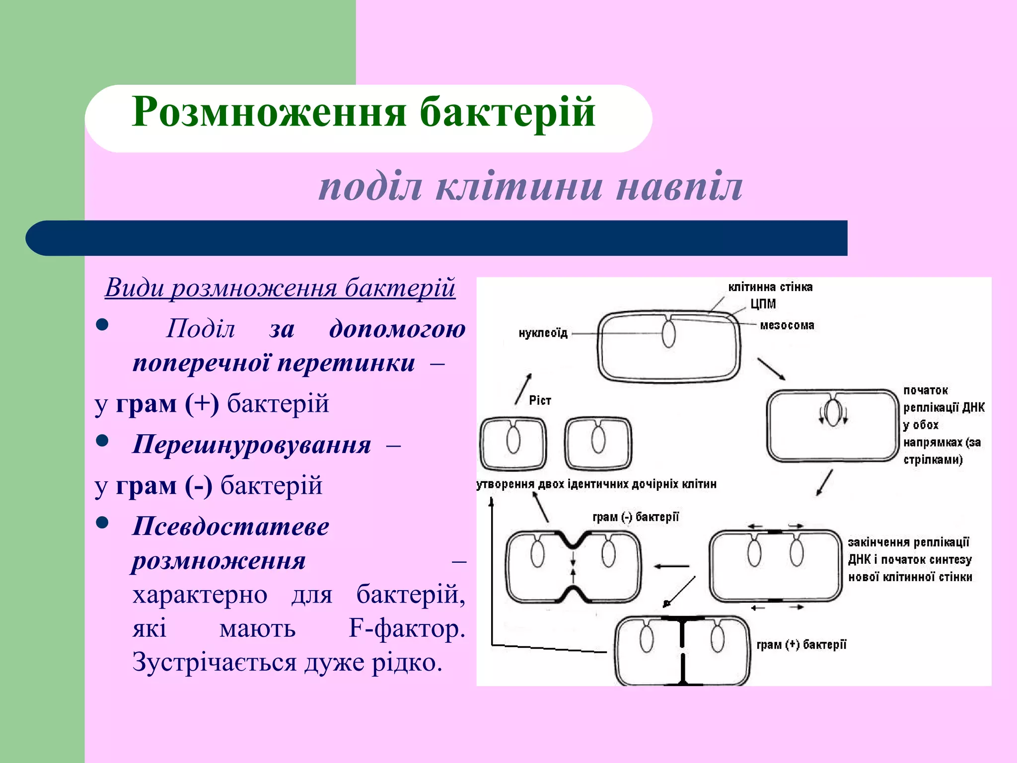 Розмноження бактерій
Види розмноження бактерій
 Поділ за допомогою
поперечної перетинки –
у грам (+) бактерій
 Перешнуровування –
у грам (-) бактерій
 Псевдостатеве
розмноження –
характерно для бактерій,
які мають F-фактор.
Зустрічається дуже рідко.
поділ клітини навпіл
 